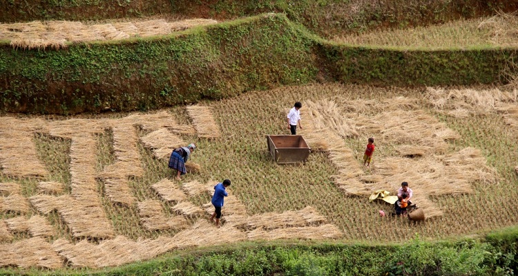 riziere en terrasse au vietnam sechage de riz